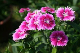 石竹花为什么一年能开几次花，其生长特点有何奥秘
