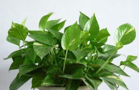 绿萝养殖肥料选择， 适量施肥可促进绿萝茂盛长