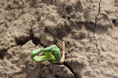 喷药后下雨，到底会不会影响效果？