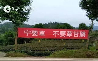 贵州茶园禁止使用农药