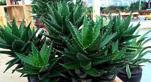 对与这种植物来说,除了需要定期修剪外,还需注意不要让它长时间处于强光环境中,以免造成损伤。