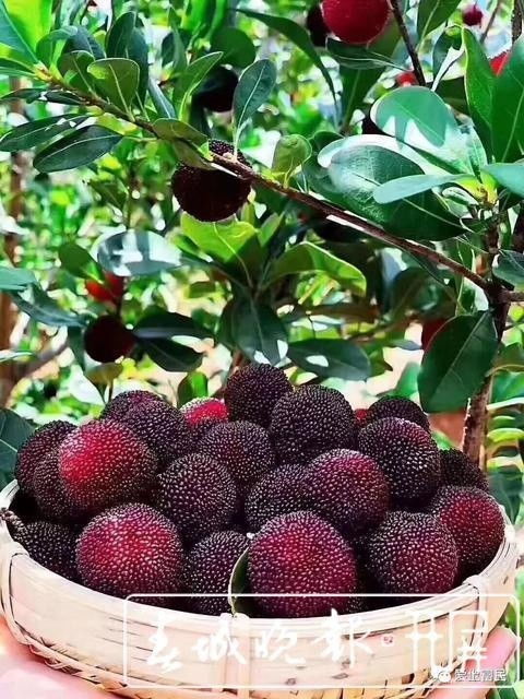 杨梅核种土里会发芽吗？