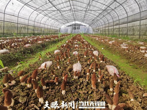 羊肚菌种植技术核心关键词：菌种选择、土壤处理、温度湿度、病虫害防治