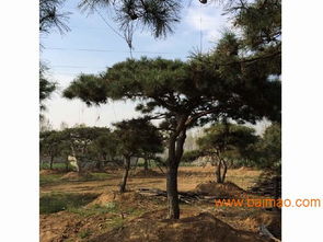 油松造型油的价格揭秘