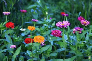 百日草：耐旱又好养