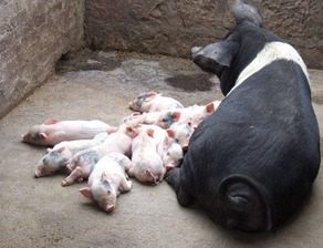 母猪繁殖常见问题有哪些应对措施？