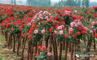 南阳月季， 花园里的彩妆达人