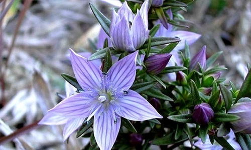 地丁重插：种植户的新希望