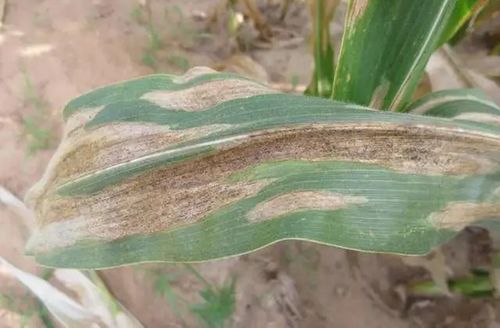 玉米大斑病的高发时段