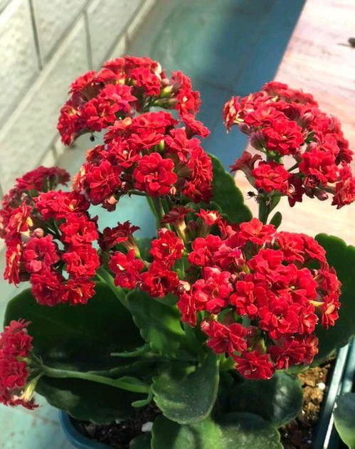 “养好一品红，花开爆盆秘诀！”