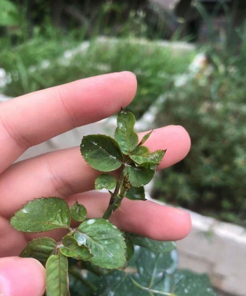 月季生长停滞不发新芽，愁煞人心