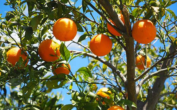 新手先从叶类药材起步