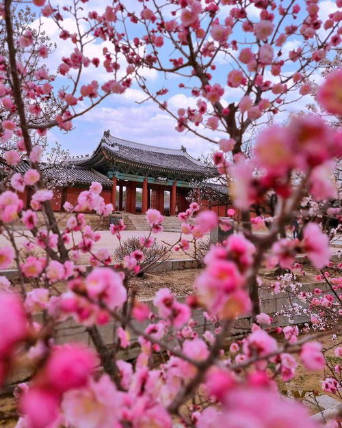 红梅花拍摄小攻略：如何拍出美美的梅花照？