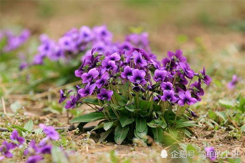 绣球花黑叶，是何原因作祟