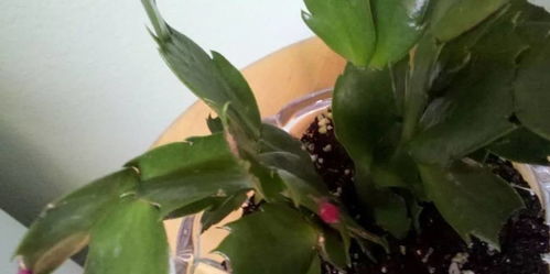 剪剪剪，有技巧