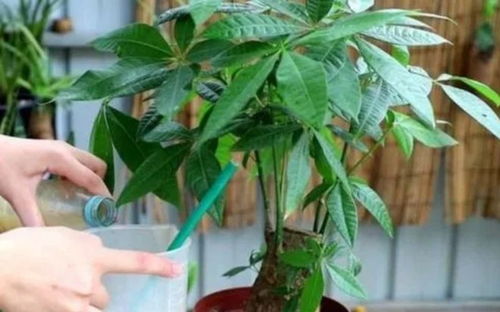 发财树怎么才能养好？有哪些种植养护技巧