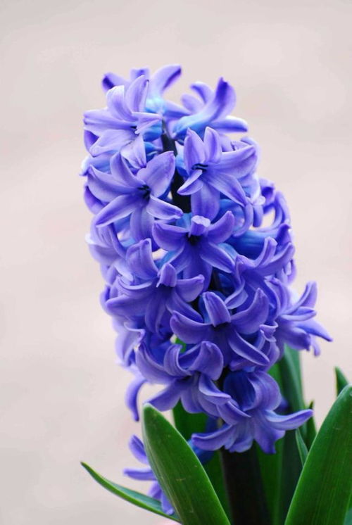 风信子花开时它所传递的新生希望