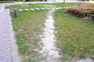 地毯草草坪：耐踩踏， 再生嫩力强