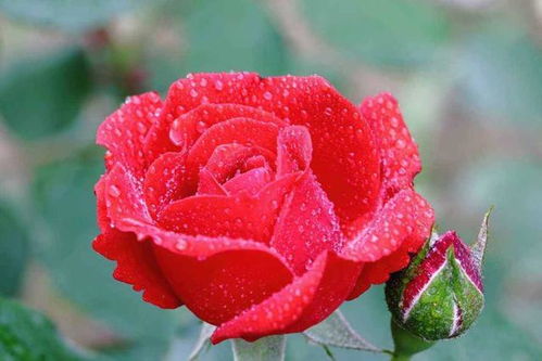 星星升起月季花开之美