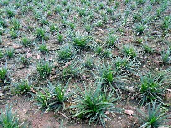 草是沿阶草的一个变种