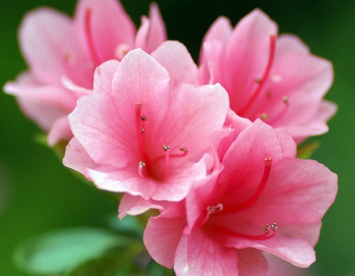 杜鹃花谢了别急！三步走，来年花开爆盆！