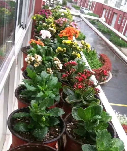 庭院降温，花籽也嫩帮忙