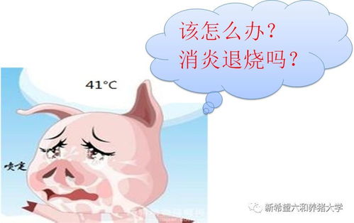 养猪时抗生素和消炎药有区别吗？