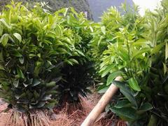 手工制作：松树的变身记