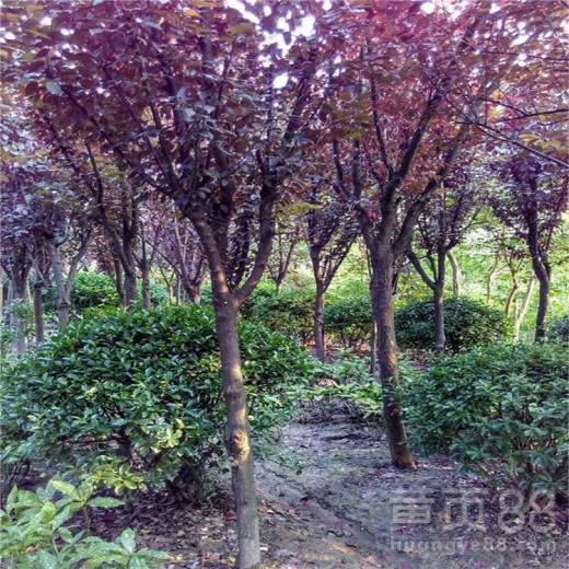 红叶李和紫叶矮樱，嫩牵手成功吗？