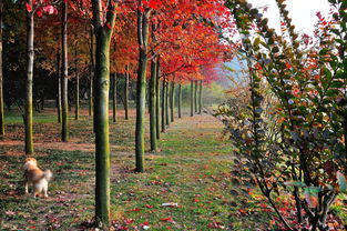 季节变换的见证