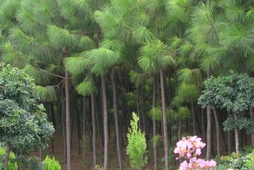 马尾松树是松树的一种吗？