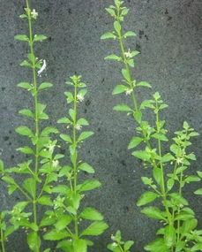 在湖南湖北地区的花草种植攻略