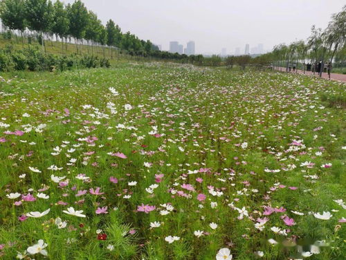 绿色小径， 静谧优雅