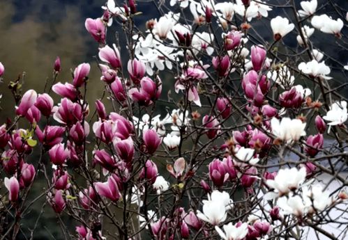 白茶花的清雅与纯洁
