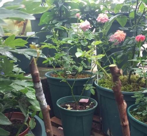 “影响树状月季嫁接生活率的五大因素有哪些
