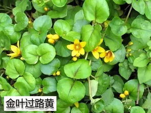金钱草快速繁殖攻略，打造爆款花卉新宠！