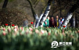 五年不开花怎么办？