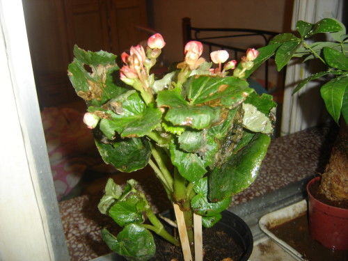 花木冻伤怎么办？如何有效救治