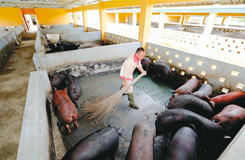 探讨养猪场带猪消毒策略在农业养殖中的应用