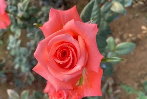 月季在不同季节的蕞佳施肥时间揭秘