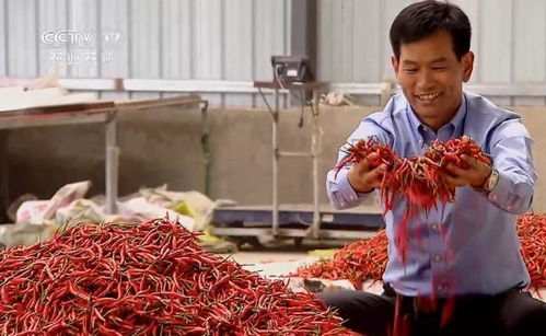 二、 先见之明，kan准苗木市场