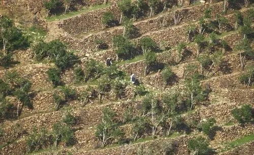 那啥草嫩抗贫瘠呢？