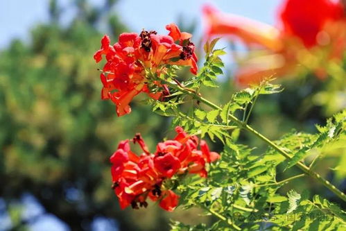 话说这中华凌霄和美国凌霄