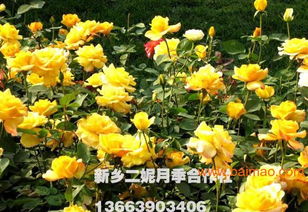 新乡月季基地：矮化密植， 产量大增