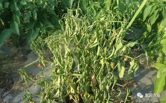 瓠子青枯病用什么特效药治疗？哪种药物对瓠子青枯病效果最好