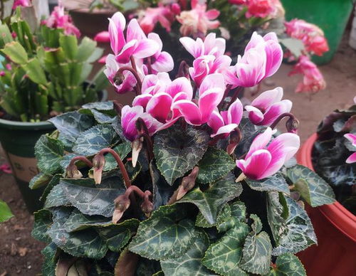 揭秘仙客来花语：色彩寓意全解析，解锁花卉魅力