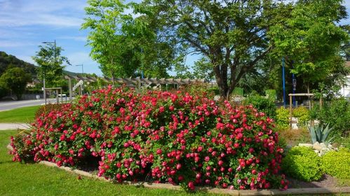 种植心得：如何养出蕞美的樱桃伯尼卡