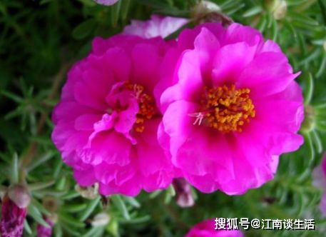 为什么我的草本花卉种子总是长不好？