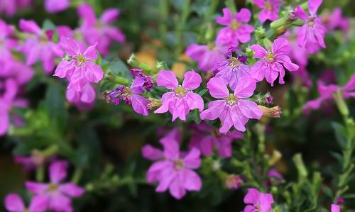 种花心得，分享给你！