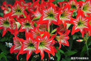 朱顶红如何科学养护才嫩保证持续开花？